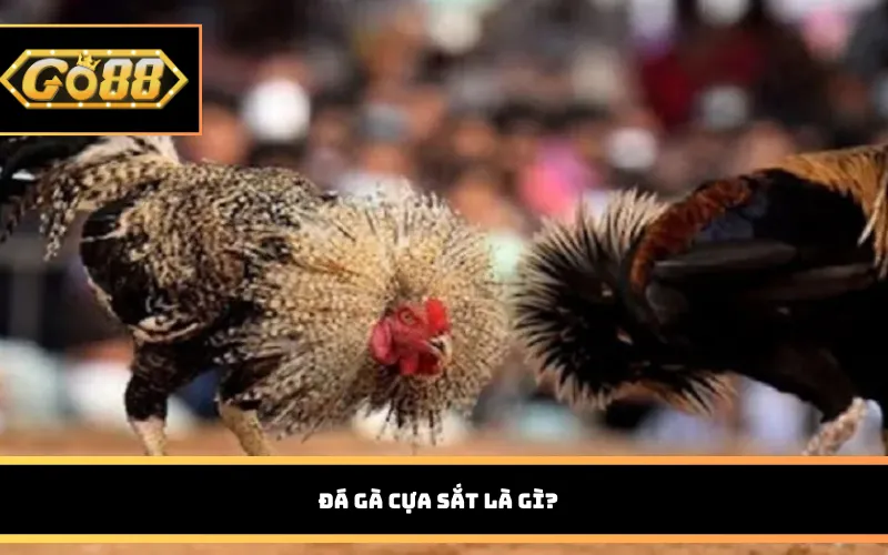 Đá gà cựa sắt là Gì?
