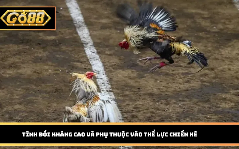 Tính đối kháng cao và phụ thuộc vào thể lực chiến kê