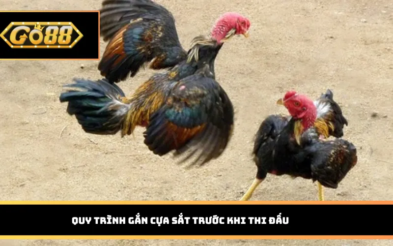 Quy trình gắn cựa sắt trước khi thi đấu