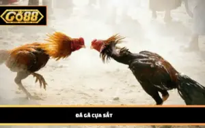 Đá gà cựa sắt